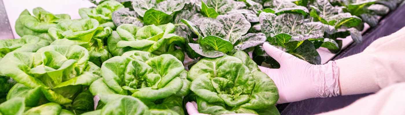 The Ultimate Guide to Hydroponic Farming
