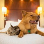 5 Best Ways to Find the Pet-Friendly Apartment