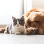 World Animal Day: Ways to Make Your Pets Feel Loved